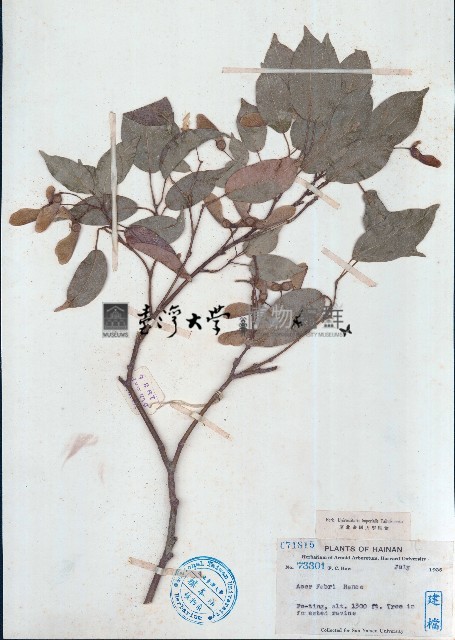 羅浮槭藏品圖，第1張