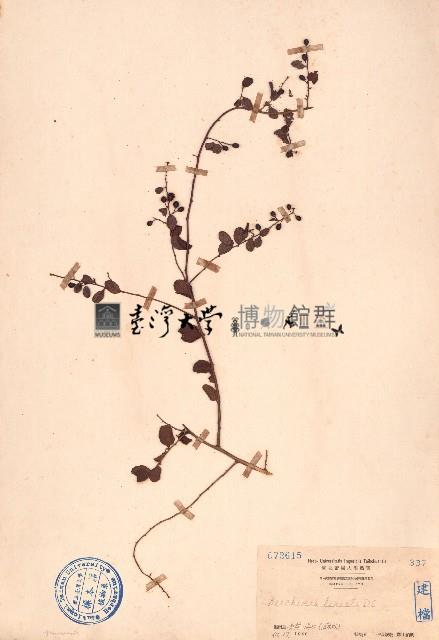 小葉黃鱔藤藏品圖，第1張