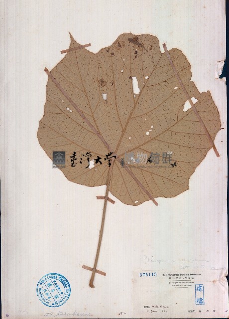 槭葉翅子木藏品圖，第1張