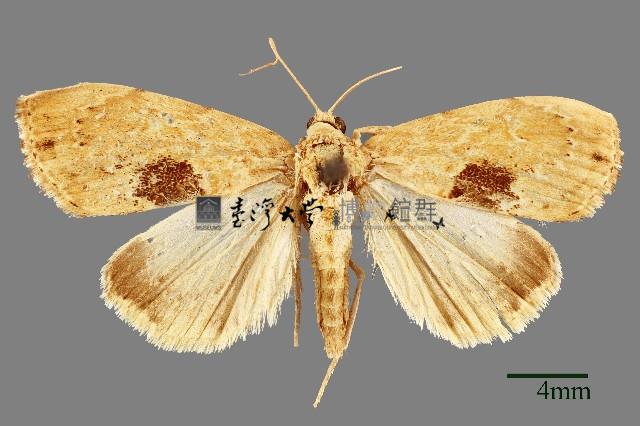 螟蛾藏品圖，第1張