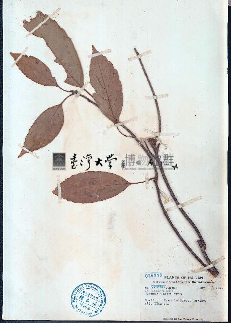 櫟子青岡、櫟子椆藏品圖，第1張