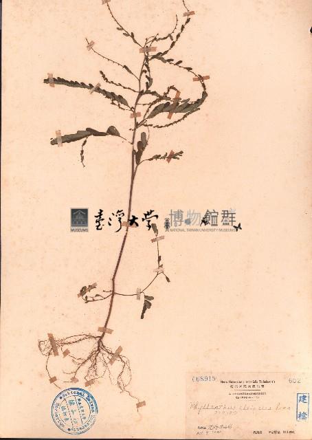 葉下珠藏品圖，第1張