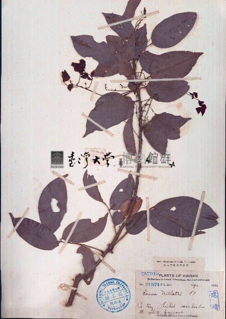 紅葉藤藏品圖，第1張