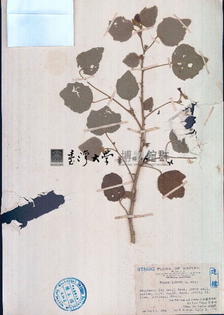 野棉花藏品圖，第1張