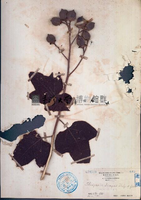 白腳桐棉藏品圖，第1張