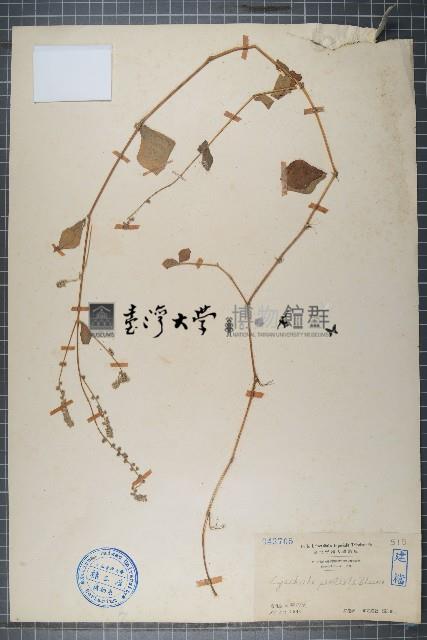 假川牛膝、杯莧藏品圖，第1張