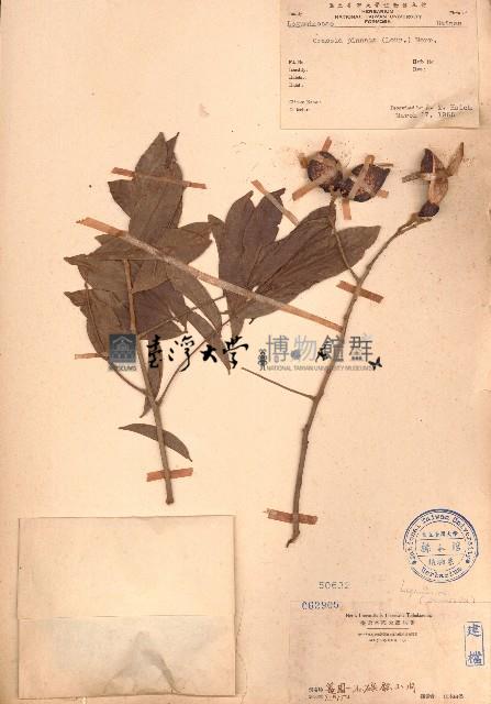 海南红豆藏品圖，第1張