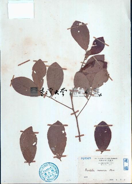 海南閉花木藏品圖，第1張