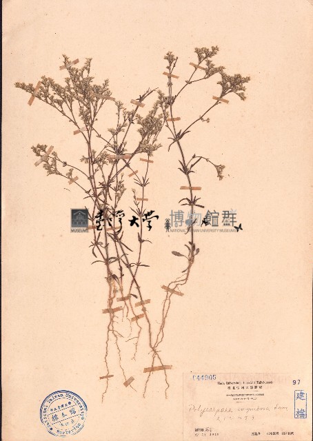 滿天星草、白鼓釘藏品圖，第1張