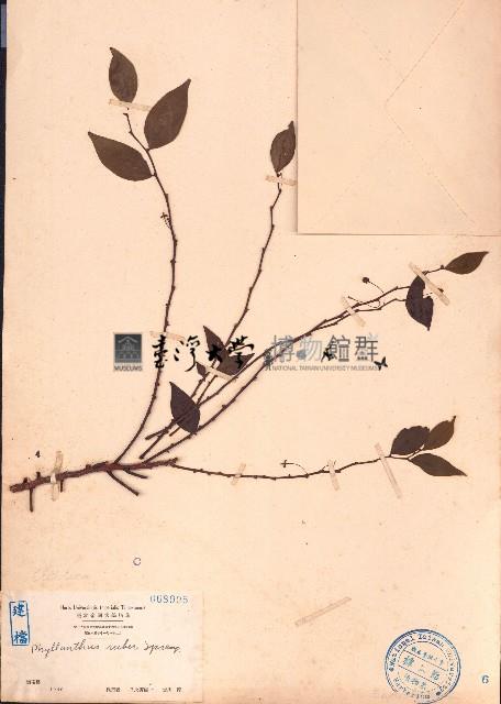 紅葉下珠藏品圖，第1張