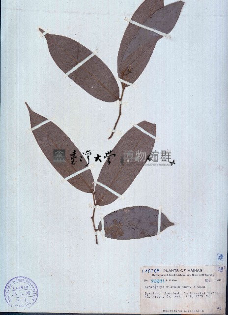 毛葉鷹爪花藏品圖，第1張