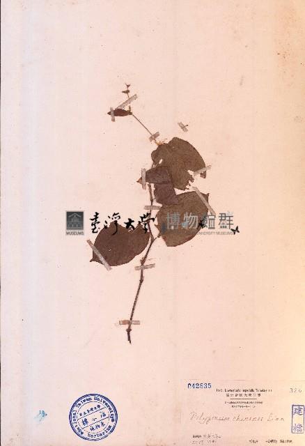 火炭母草藏品圖，第1張