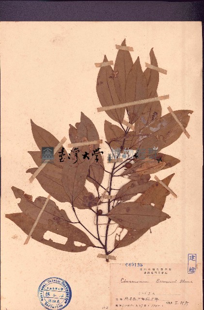 陰香藏品圖，第1張