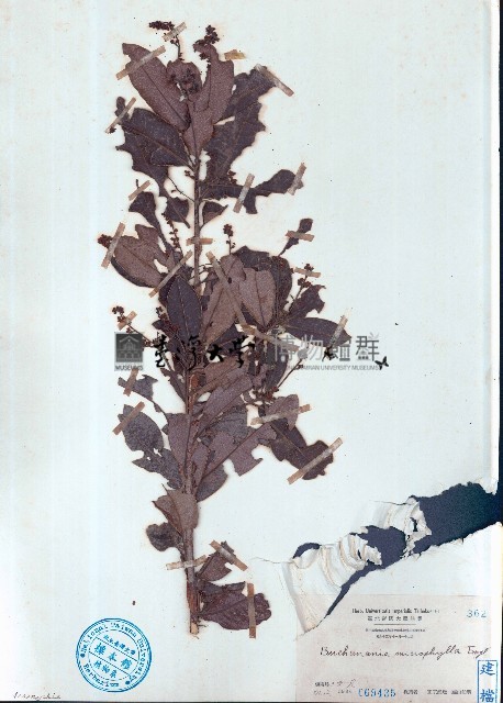 小葉山檨子藏品圖，第1張
