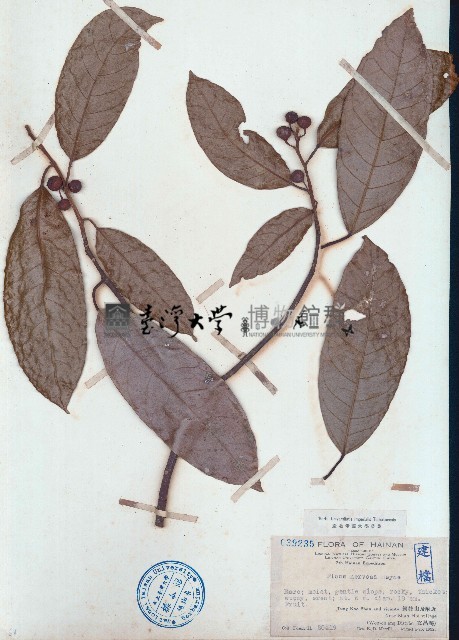 九丁榕、大葉九重吹藏品圖，第1張