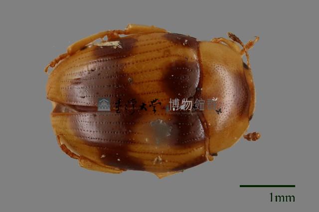 大蕈蟲藏品圖，第1張