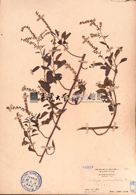 漿果莧藏品圖，第1張