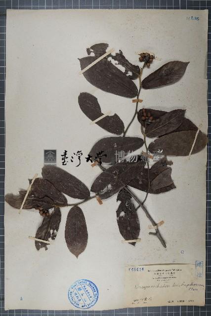 皂帽花藏品圖，第1張