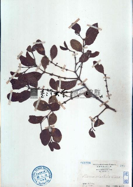 柄果槲寄生、刀葉槲寄生藏品圖，第1張