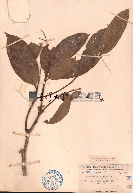 海南厚殼桂藏品圖，第1張