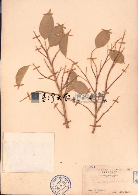 垂葉榕、小葉榕藏品圖，第1張