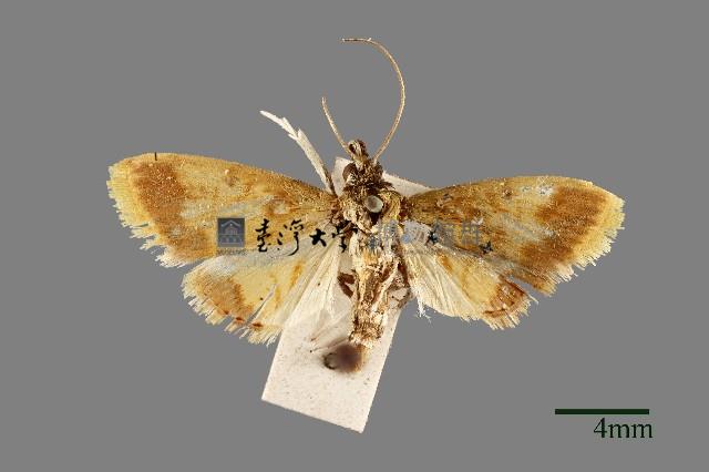 螟蛾藏品圖，第1張