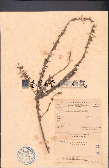 鐵掃帚藏品圖，第1張