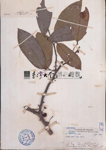 海南單籽暗羅藏品圖，第1張