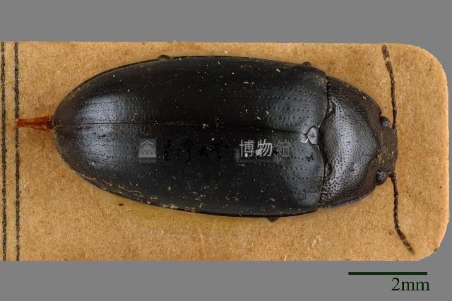 大蕈蟲藏品圖，第1張