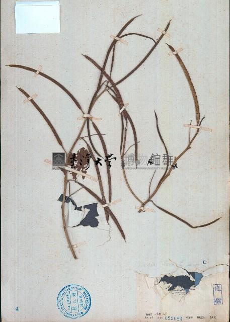 決明藏品圖，第1張