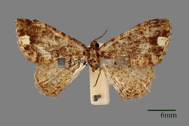 螟蛾藏品圖，第1張