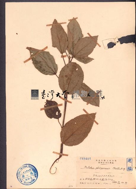 粗糠柴藏品圖，第1張