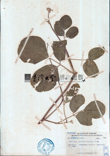 濱刀豆藏品圖，第1張