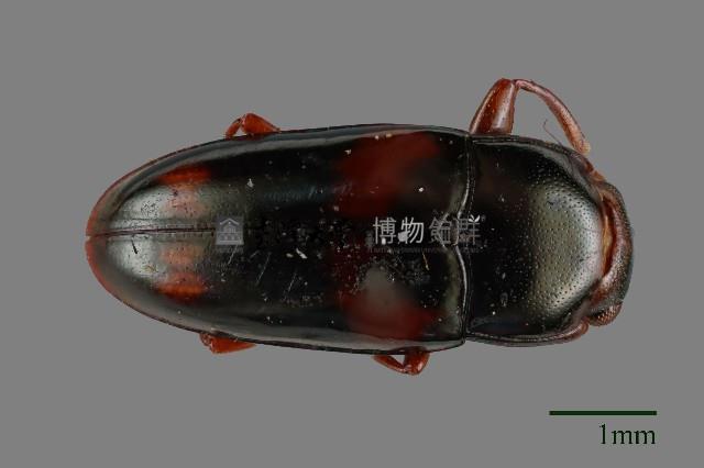 大蕈蟲藏品圖，第1張