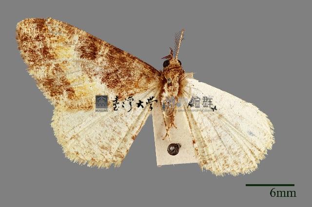 螟蛾藏品圖，第1張