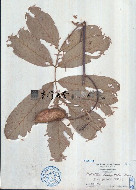 海南崖豆藤藏品圖，第1張