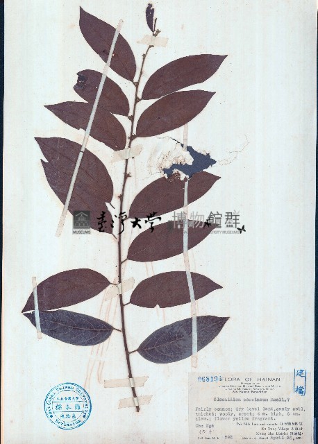 紅算盤子藏品圖，第1張