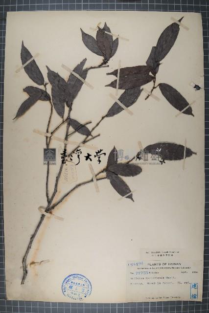 粗毛野桐藏品圖，第1張