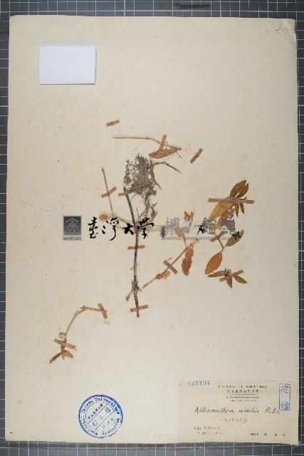 蓮子草藏品圖，第1張