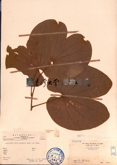 牛蹄麻藏品圖，第1張