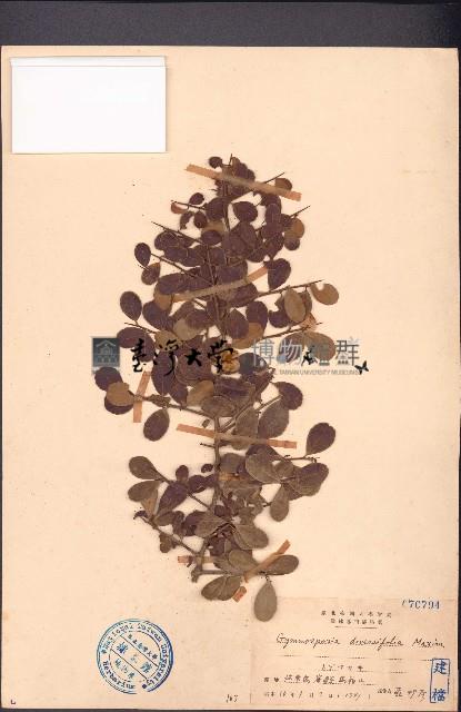 刺裸實、北仲藏品圖，第1張