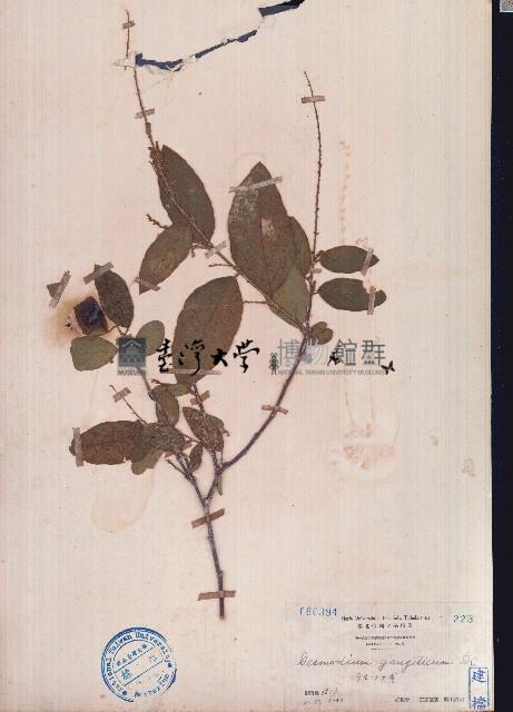 大葉山螞蝗藏品圖，第1張