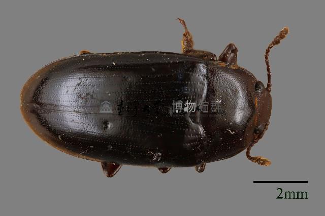 大蕈蟲藏品圖，第1張