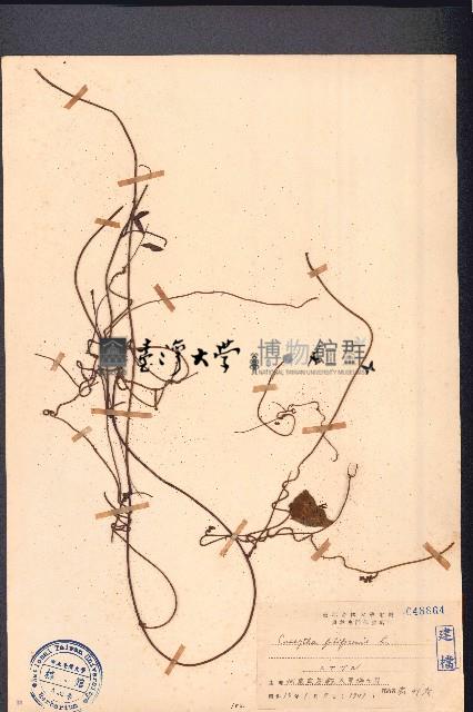 無根藤、無根草藏品圖，第1張