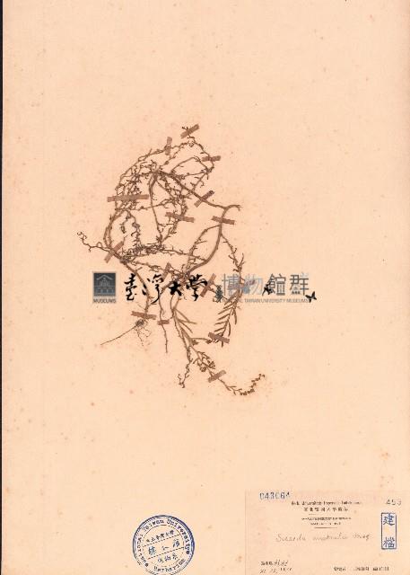 南方碱蓬藏品圖，第1張