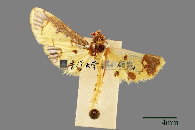 螟蛾藏品圖，第1張