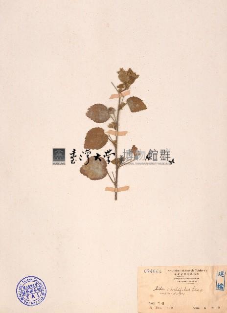 圓葉金午時花藏品圖，第1張