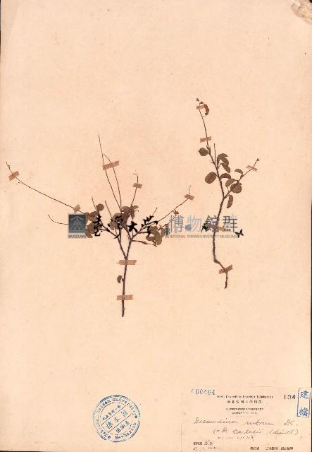 赤山螞蝗、赤山綠豆藏品圖，第1張