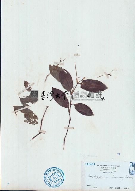 火炭母草藏品圖，第1張