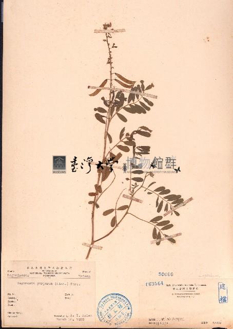 灰毛豆藏品圖，第1張